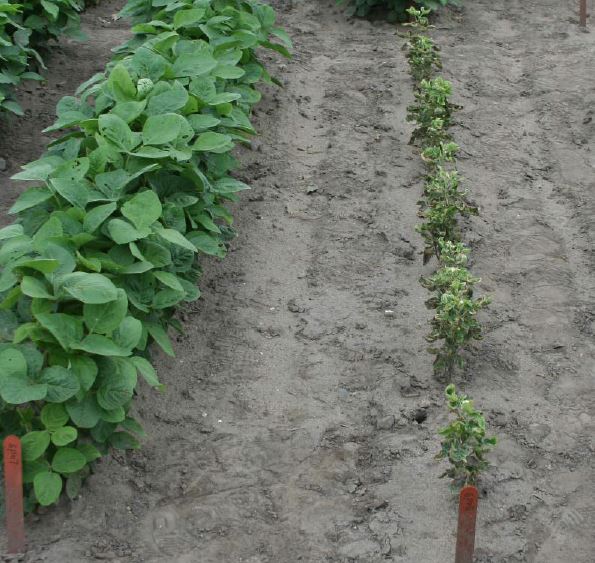 PLH soybean damage